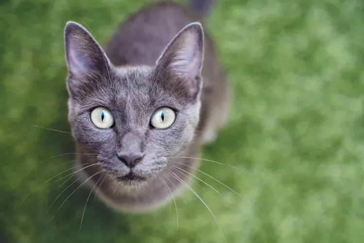Russian Blue